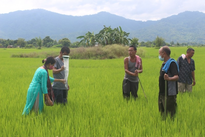 Farmers participate in the demonstration on installation of pheromone traps in rice field at Virazouma village on August 25. (Photo Courtesy: ATMA Dimapur)